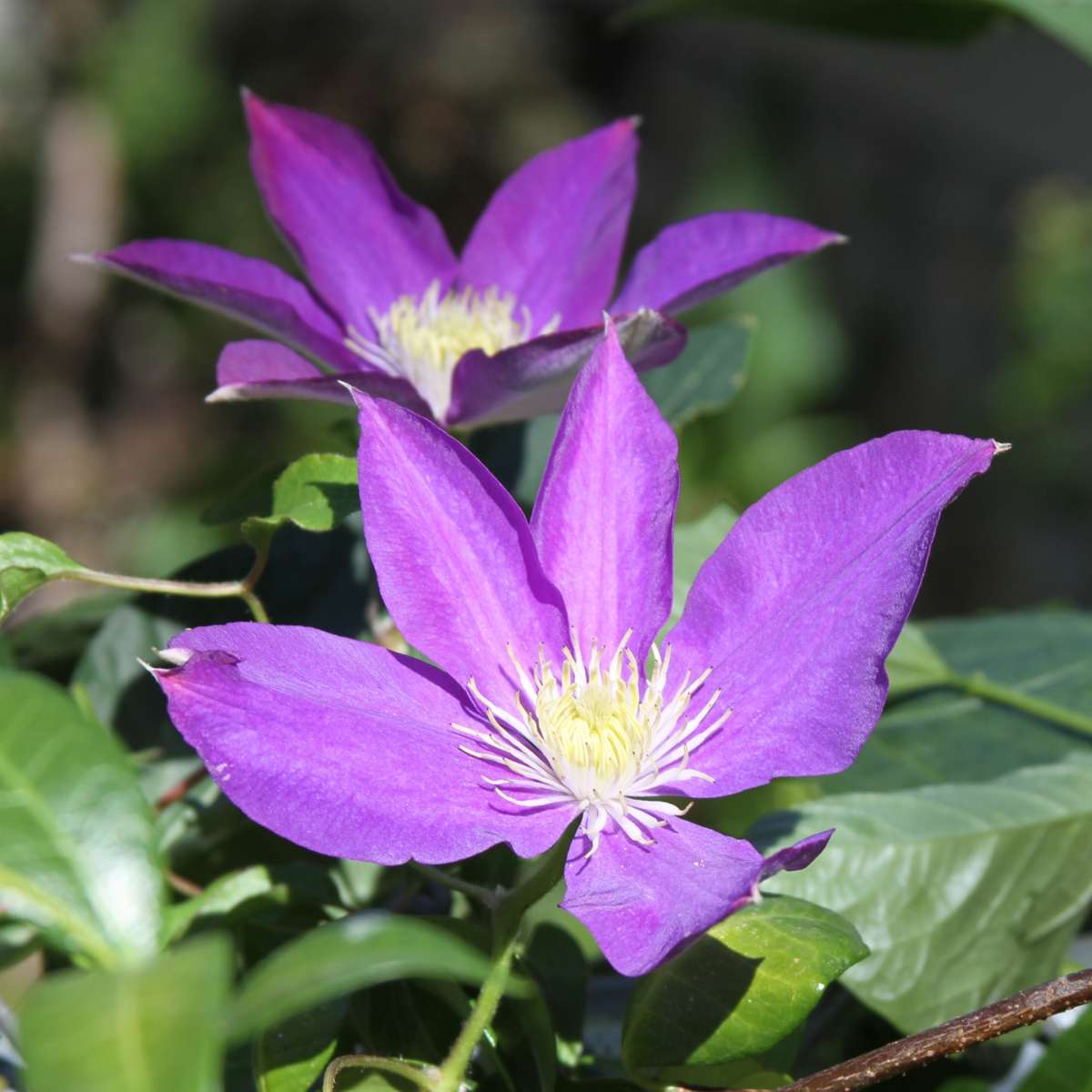 Leather flower - 3 pcs. - Clematis 'The President' - Height 25-40cm - ⌀9cm