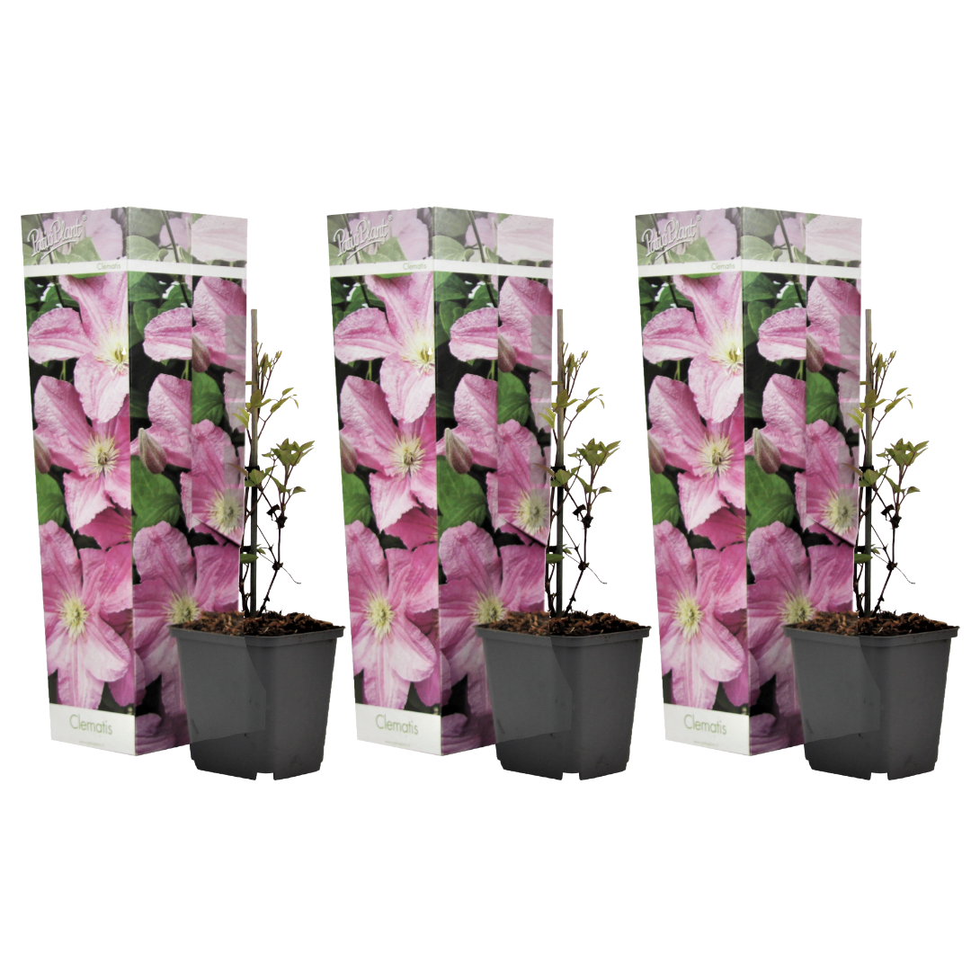 Leather flower - 3 pcs. - Clematis 'Hagley Hybrid' - Height 25-40cm - ⌀9cm
