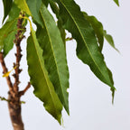 Peach Tree - 2 pcs. - Prunus 'Bonanza' - Height 60-70cm - ⌀15cm
