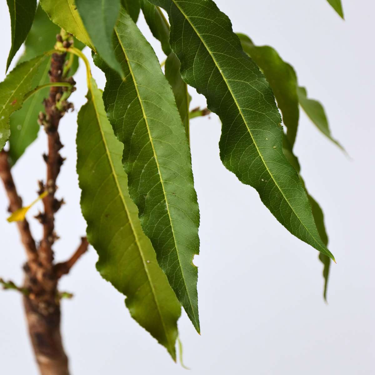 Peach Tree - 2 pcs. - Prunus 'Bonanza' - Height 60-70cm - ⌀15cm