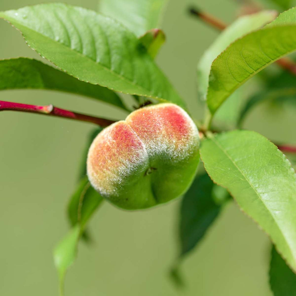 Peach Tree - 2 pcs. - Prunus 'Bonanza' - Height 60-70cm - ⌀15cm