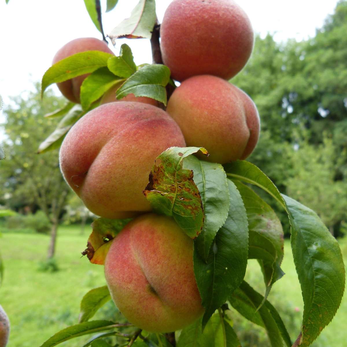 Peach Tree - 2 pcs. - Prunus Bonanza, Saturne - Height 60-70cm - ⌀15cm