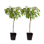 Peach Tree - 2 pcs. - Prunus Bonanza, Saturne - Height 60-70cm - ⌀15cm