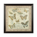 Framed | Butterfly Wall Art