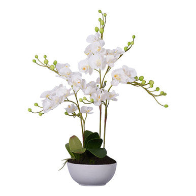 White Orchid in White Pot | Fiori