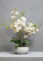 White Orchid in White Pot | Fiori