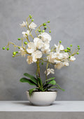 White Orchid in White Pot | Fiori