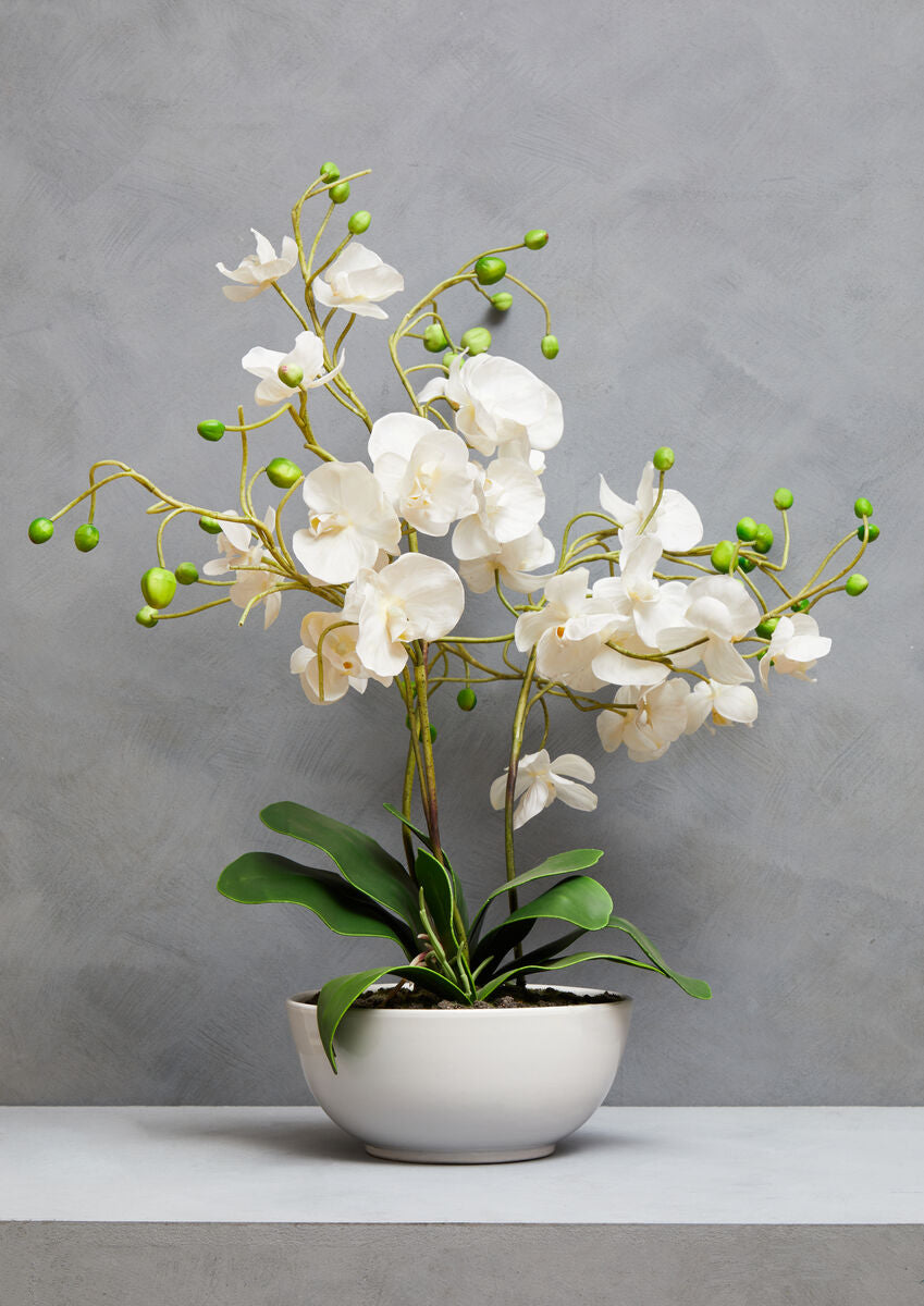 White Orchid in White Pot | Fiori