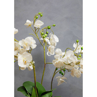 White Orchid in White Pot | Fiori