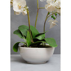 White Orchid in White Pot | Fiori