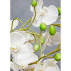 White Orchid in White Pot | Fiori