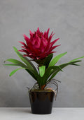 Pink Tropical Plant with Black Ceramic Pot | Fiori