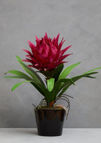 Pink Tropical Plant with Black Ceramic Pot | Fiori