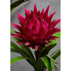 Pink Tropical Plant with Black Ceramic Pot | Fiori