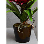 Pink Tropical Plant with Black Ceramic Pot | Fiori