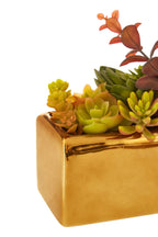 Mixed Succulents with Gold Ceramic Pot | Fiori