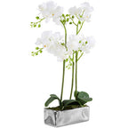 White Orchid Plant in Rectangular Pot | Fiori