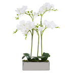 White Orchid Plant in Rectangular Pot | Fiori