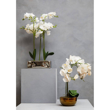 White Orchid Plant in Rectangular Pot | Fiori