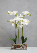 White Orchid Plant in Rectangular Pot | Fiori
