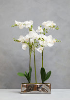White Orchid Plant in Rectangular Pot | Fiori