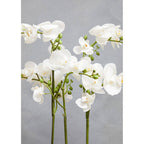 White Orchid Plant in Rectangular Pot | Fiori