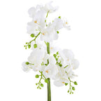 White Orchid Plant in Rectangular Pot | Fiori