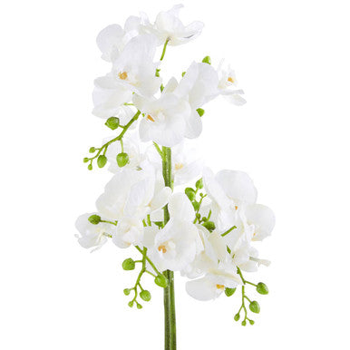 White Orchid Plant in Rectangular Pot | Fiori