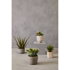 Buddha Pot Mixed Succulent | Fiori