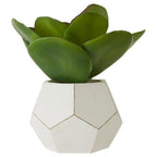 White Cement Pot Succulent | Fiori