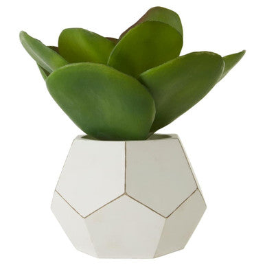 White Cement Pot Succulent | Fiori