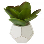 White Cement Pot Succulent | Fiori