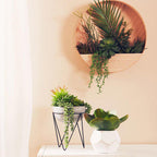White Cement Pot Succulent | Fiori