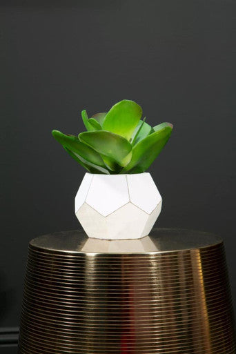 White Cement Pot Succulent | Fiori