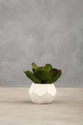White Cement Pot Succulent | Fiori