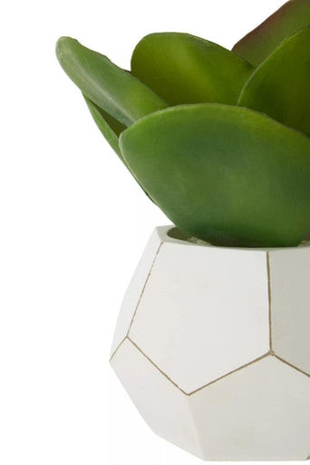 White Cement Pot Succulent | Fiori