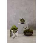 Mixed Succulent with Metal Stand | Fiori