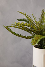 Fern in White Cement Pot on Stand | Fiori