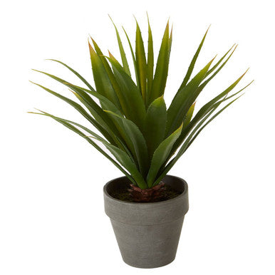 Agave Succulent in Grey Pot | Fiori