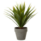 Agave Succulent in Grey Pot | Fiori