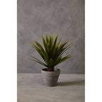 Agave Succulent in Grey Pot | Fiori