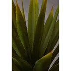 Agave Succulent in Grey Pot | Fiori