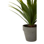 Agave Succulent in Grey Pot | Fiori