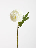 Fiori White Chrysanthemum Flower Stem