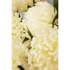 Fiori White Chrysanthemum Flower Stem