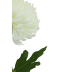 Fiori White Chrysanthemum Flower Stem