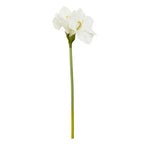 Fiori Ivory Amaryllis Flower Stem