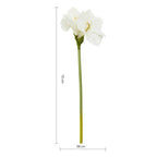 Fiori Ivory Amaryllis Flower Stem