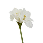 Fiori Ivory Amaryllis Flower Stem
