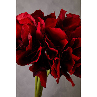 Fiori Burgundy Amaryllis Flower Stem